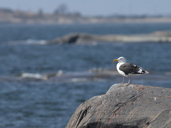 Merilokki, Great Black-backed Gull, Larus marinus